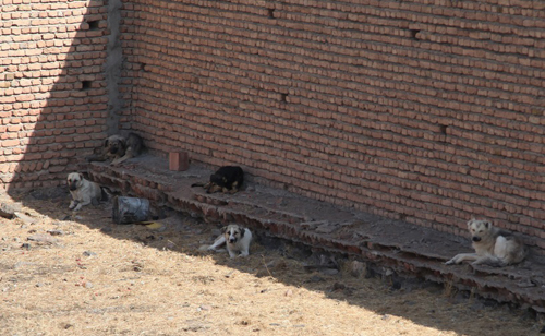 اجرای طرح زنده گیری سگ های ولگرد در سطح شهر اردبیل