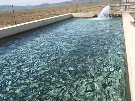 تولید 3500 تن ماهی در استان قزوین