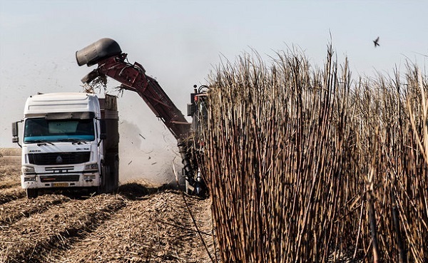 محرومیت کشاورز ازکشت تابستانه برای تامین آب نیشکراشتباهی بزرگ است