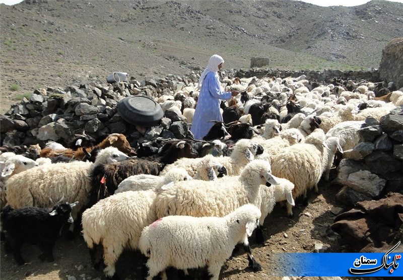 راه کار حل مشکل برق در حوزه های عشایری استان