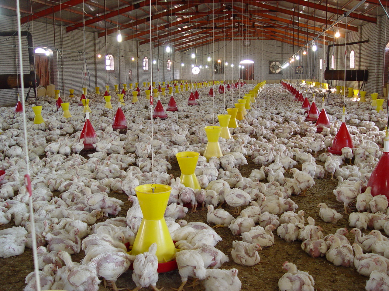تاکید دامپزشکی بر تولید مرغ بدون هورمون در قزوین