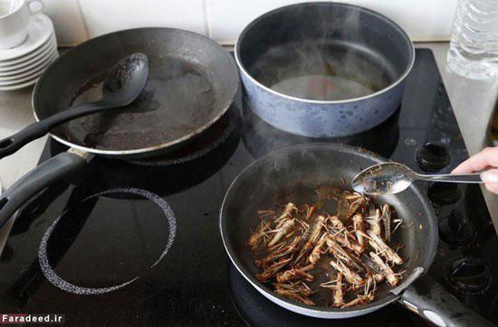 «ملخ‌» غذای محبوب کدام کشورهاست؟