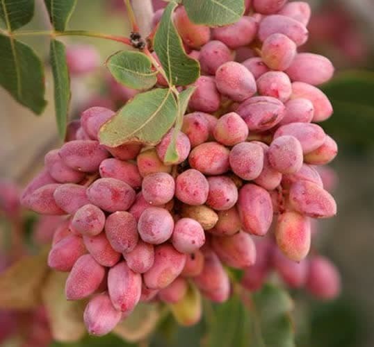 برداشت بیش از ۵۰ هزار تن پسته در استان یزد آغاز شد