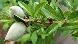 برداشت بیش از هزار تن بادام از باغات آذربایجان غربی