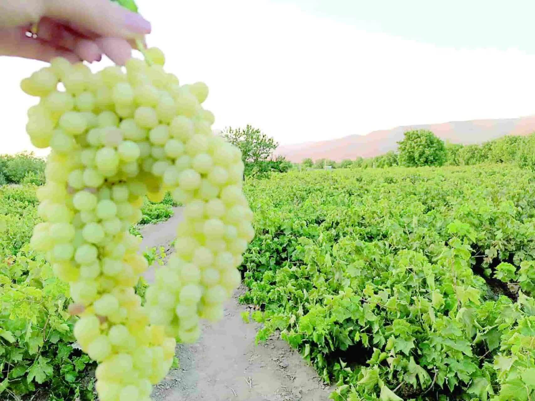 سفر وزیر جهاد کشاورزی به شهرستان ملایر برای حل مشکلات کشاورزان شهر جهانی انگور //آقاغی ملکی چک کنند// سفر وزیر جهاد کشاورزی به شهرستان ملایر برای حل مشکلات کشاورزان شهر جهانی انگور //آقاغی ملکی چک کنند//