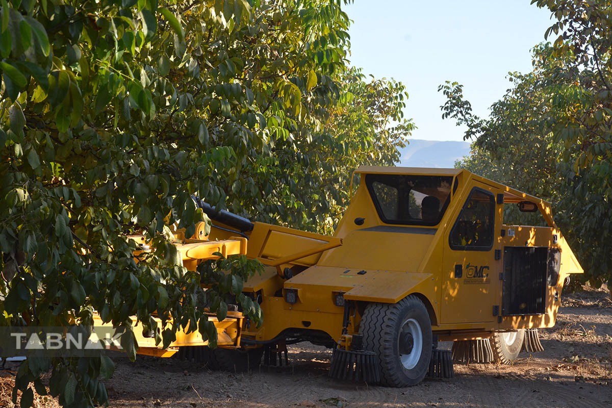 برداشت گردو اصلاح شده با دستگاه مکانیزه برداشت گردو اصلاح شده با دستگاه مکانیزه