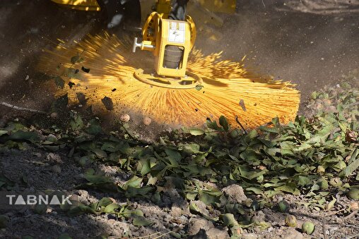 برداشت گردو اصلاح شده با دستگاه مکانیزه + فیلم و عکس