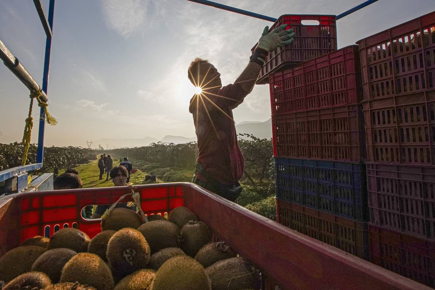 به دوش کشیدن بار زندگی با دستان پر از میوه/ روایت معیشت و شرافت زنانه به دوش کشیدن بار زندگی با دستان پر از میوه/ روایت معیشت و شرافت زنانه