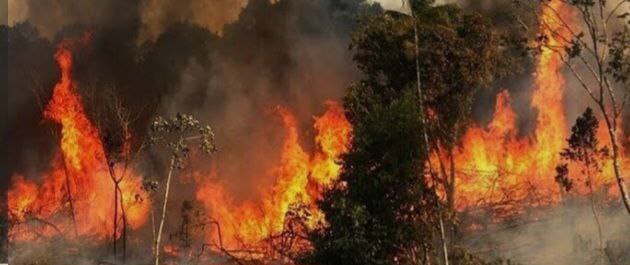 آتش&zwnj;سوزی در جنگل هیرکانی گسترش یافت/ اعزام هواپیمای اطفای حریق بعد از 19 روز!