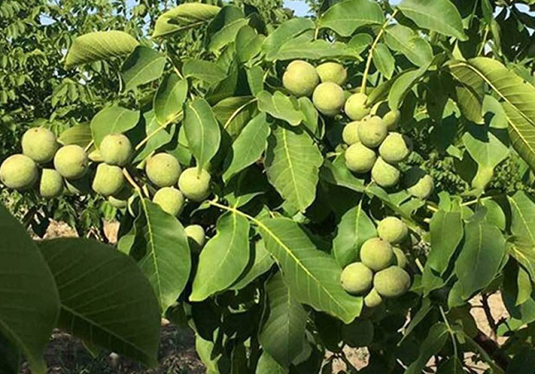 خرید و فروش گردو تا پایان شهریور ممنوع است/ با متخلفان برخورد قضایی میشود خرید و فروش گردو تا پایان شهریور ممنوع است/ با متخلفان برخورد قضایی میشود