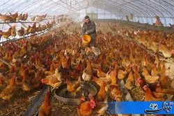 نظارت جدی دامپزشکی یزد برای مقابله با بیماری آنفلوانزای پرندگان